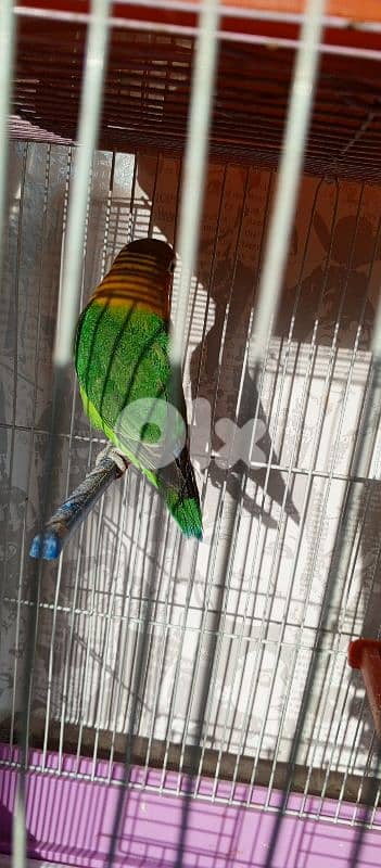 للبيع فيشر سعر 19$ تواصل مع رقم 70722725