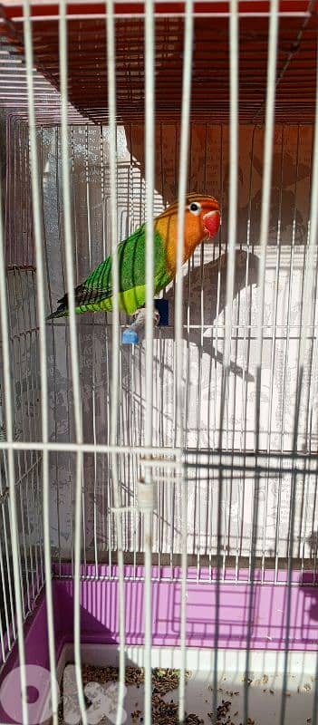 للبيع فيشر سعر 19$ تواصل مع رقم 70722725 1