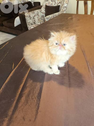 بيرجن بكي فيس