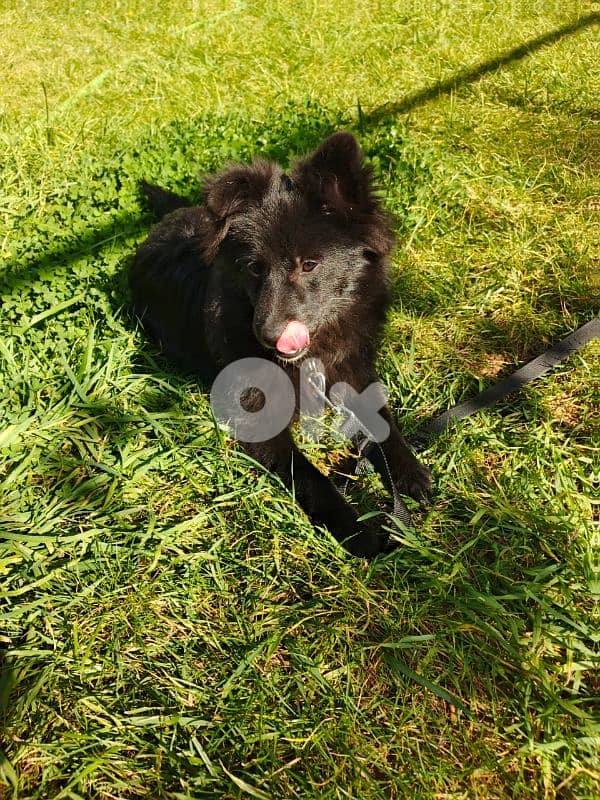 Cutest & fluffiest black Loulou Spitz mix Puppy 0