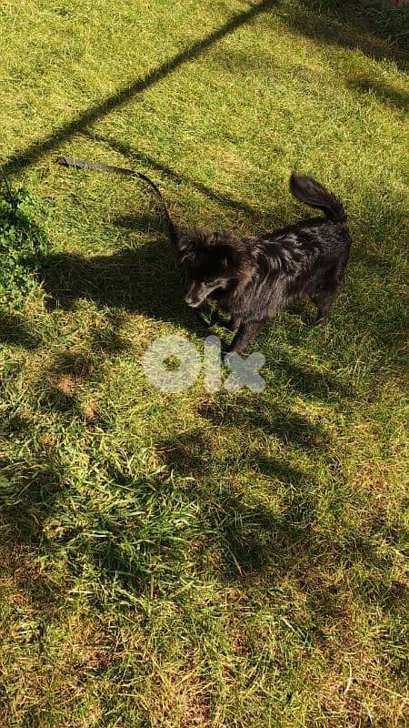 Cutest & fluffiest black Loulou Spitz mix Puppy 1