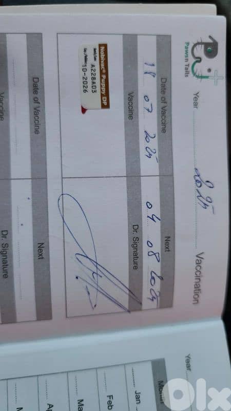 Cutest & fluffiest black Loulou Spitz mix Puppy 2