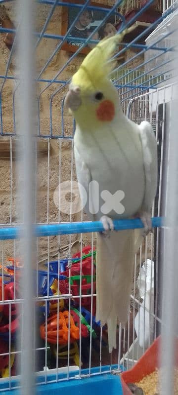 دكر كروان لاتينو عيون حمر عمرو سنة