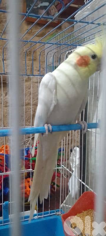 دكر كروان لاتينو عيون حمر عمرو سنة 1