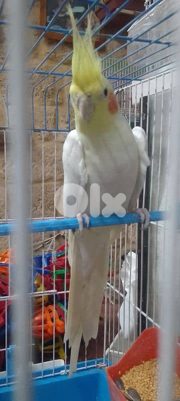 دكر كروان لاتينو عيون حمر عمرو سنة 2