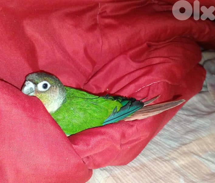 كونيور غرين شيك تزقيم آخر فطامو 0