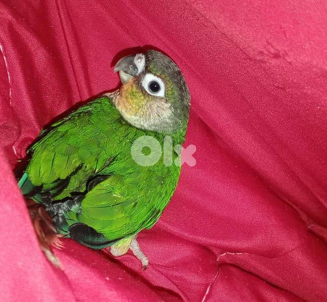 كونيور غرين شيك تزقيم آخر فطامو 1