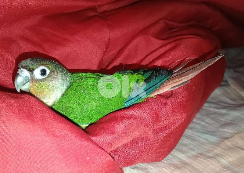 كونيور غرين شيك تزقيم آخر فطامو 2