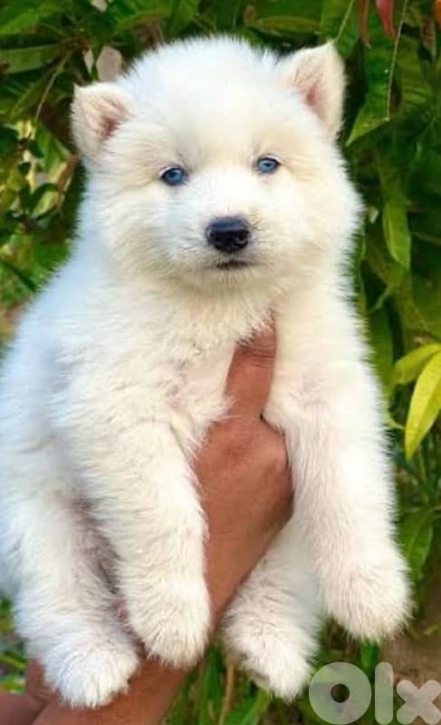 fluffy Siberian husky 0