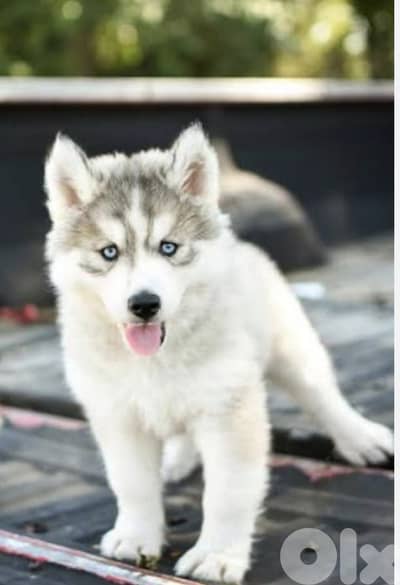 Siberian Grey husky