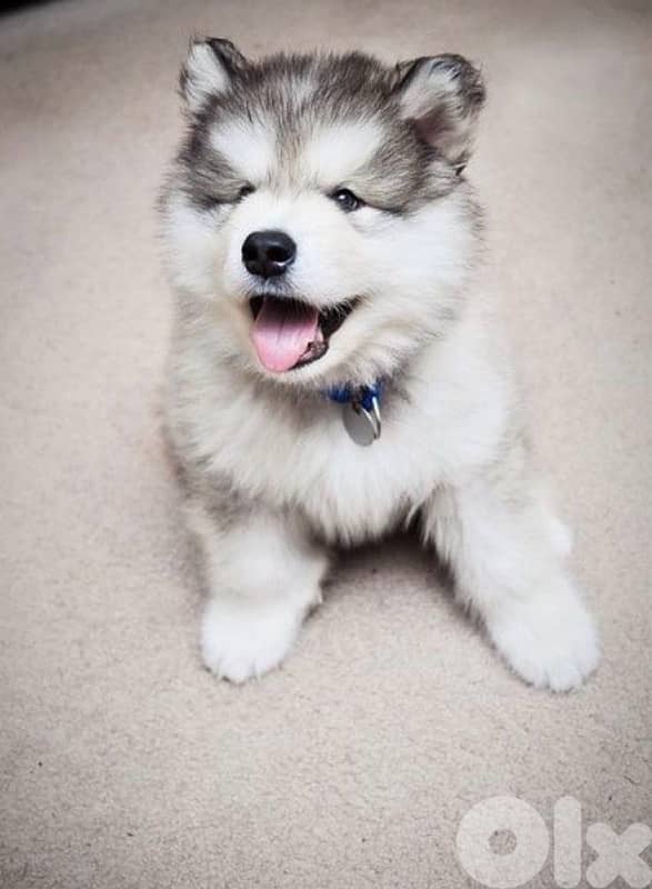 Siberian Grey husky 1