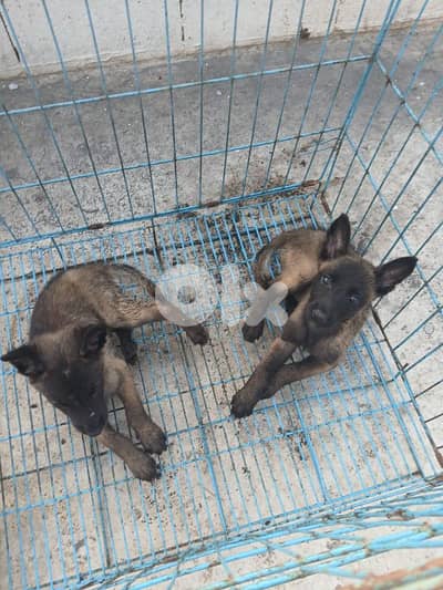 male and female mallinios for sale