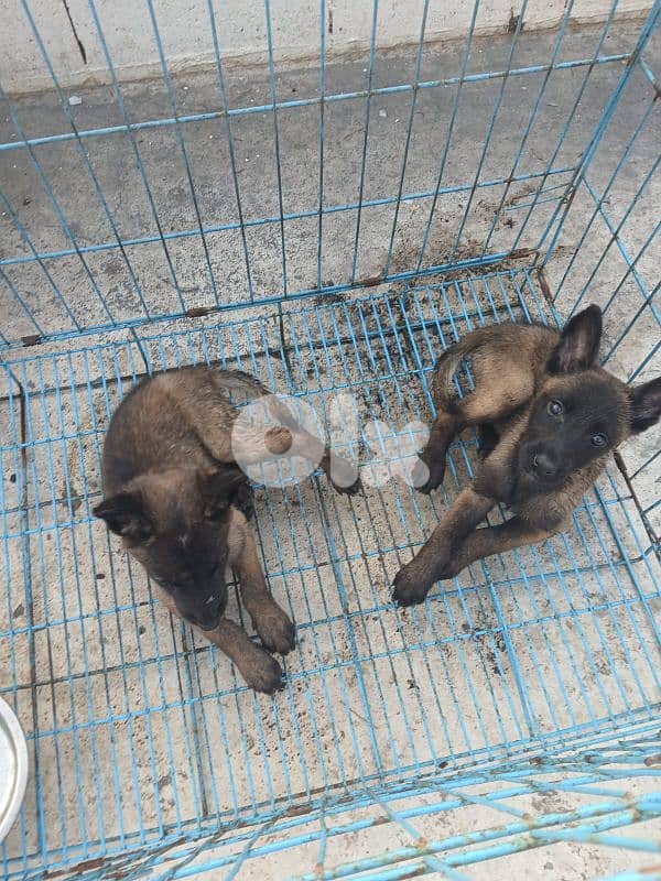 male and female mallinios for sale 1