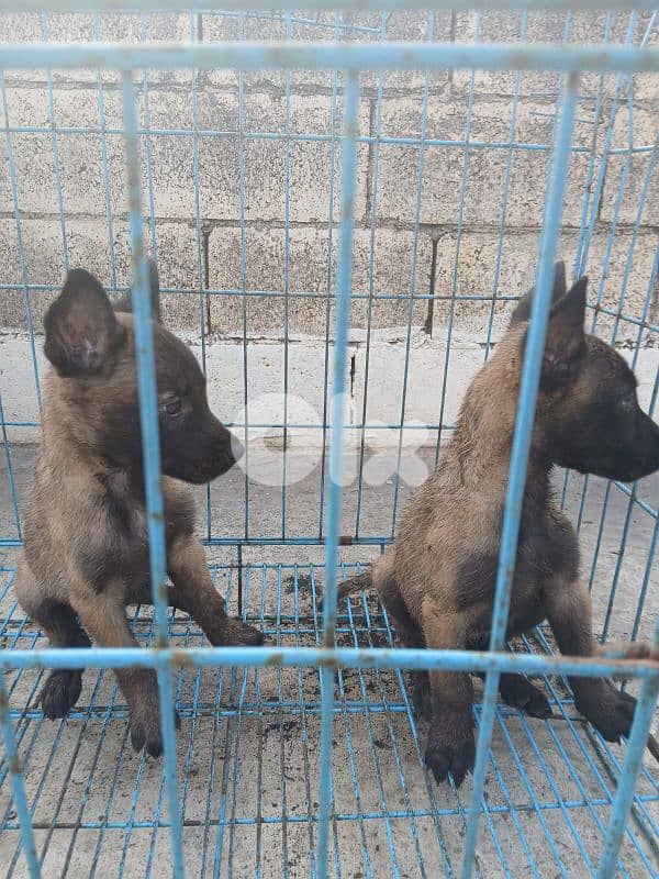male and female mallinios for sale 2