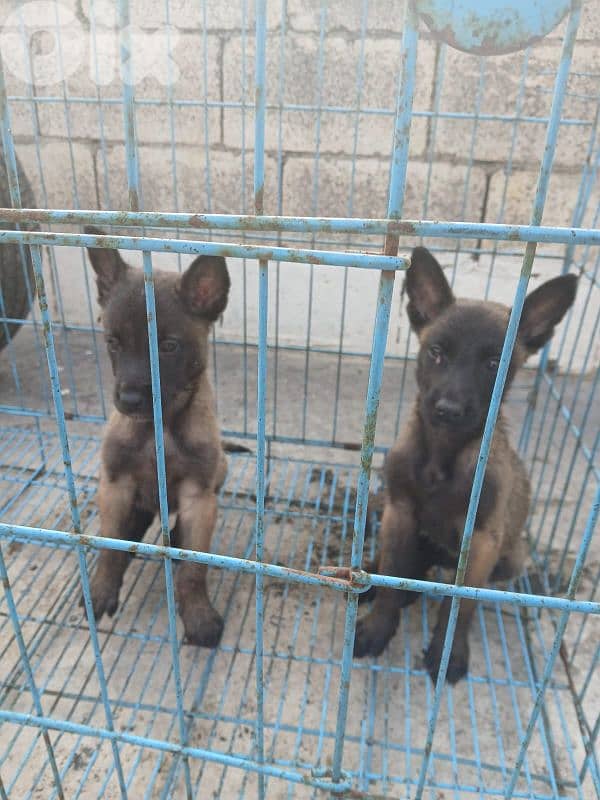 male and female mallinios for sale 3