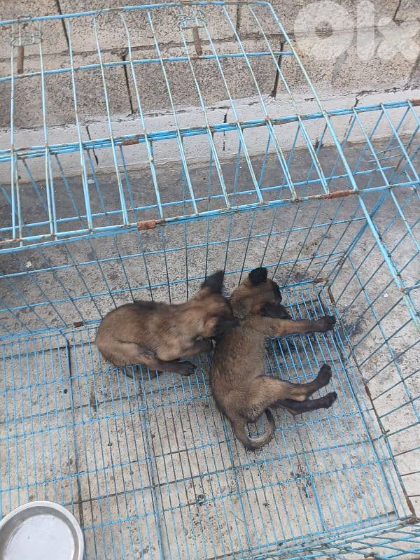 male and female mallinios for sale 5