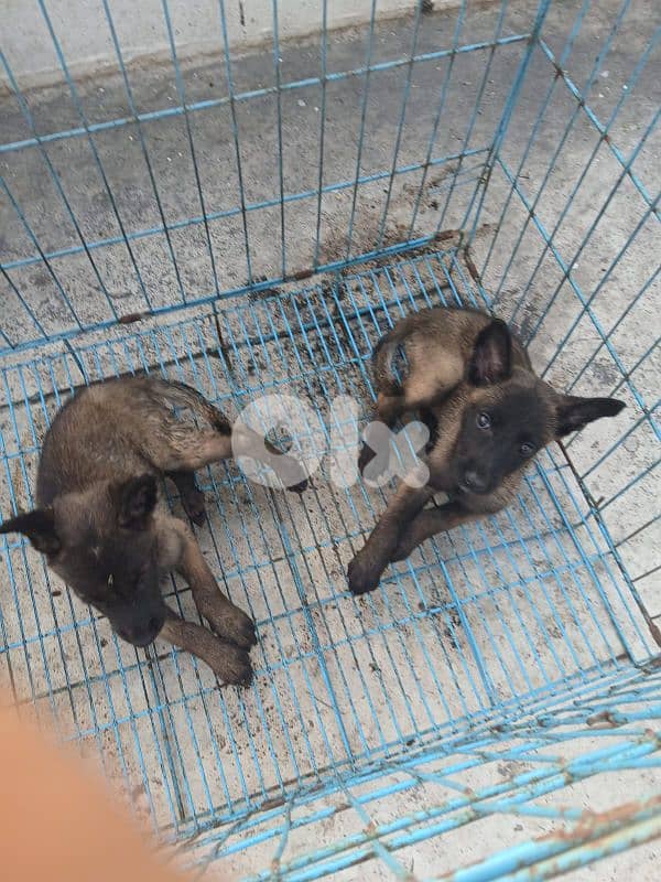 male and female mallinios for sale 6