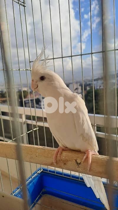 طيرة كروان البينو