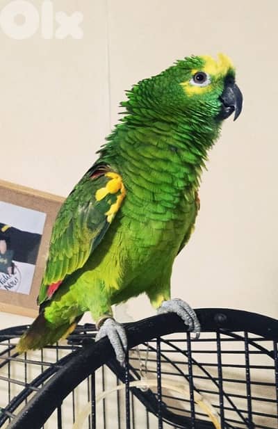 امازون بلو فرنتد للبيع