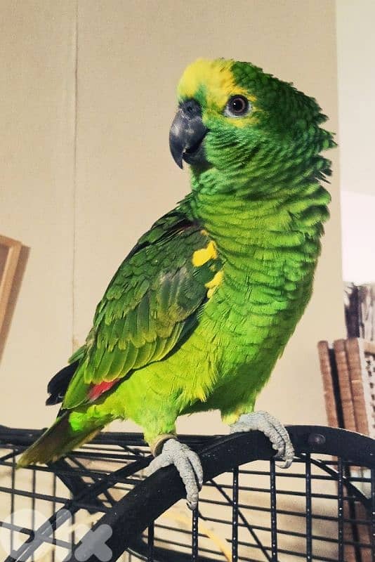 امازون بلو فرنتد للبيع 1