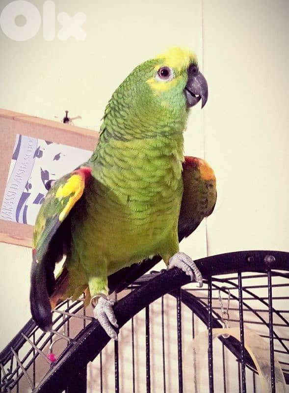 امازون بلو فرنتد للبيع 2