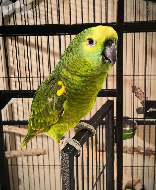 امازون بلو فرنتد للبيع 3