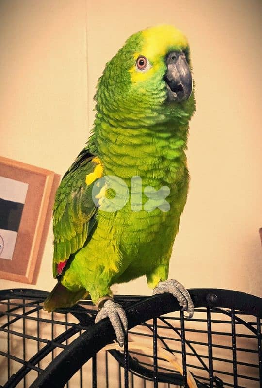 امازون بلو فرنتد للبيع 4