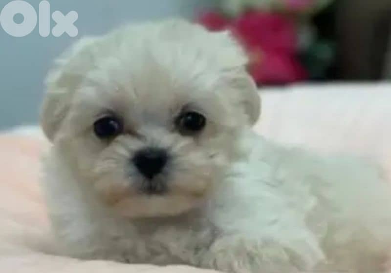 maltipoo 0