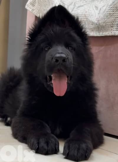 Males and females Royell black available