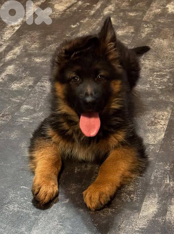 Males and females Royell black available 1