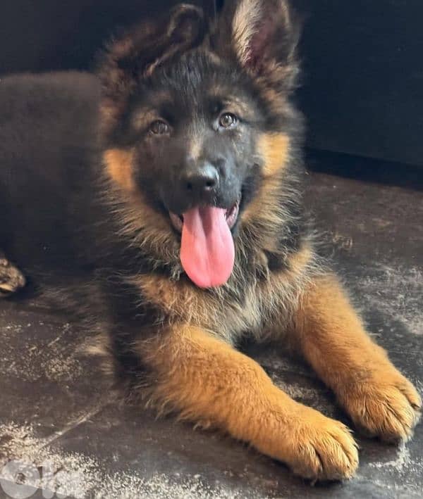 Males and females Royell black available 3