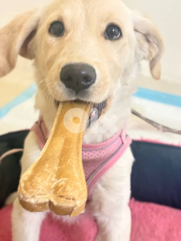 كلب للتبني  غولدن لابرادور في شارون 3