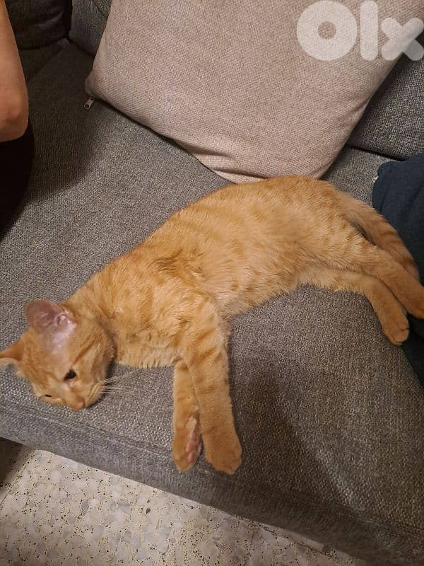 2 kittens (sister and brother) for adopt قطتين اخوة للتبني 0