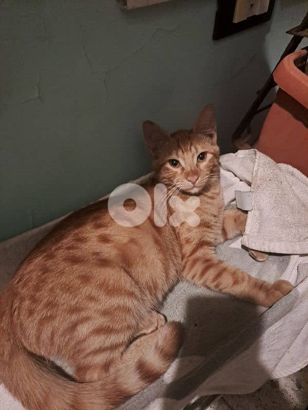 2 kittens (sister and brother) for adopt قطتين اخوة للتبني 1