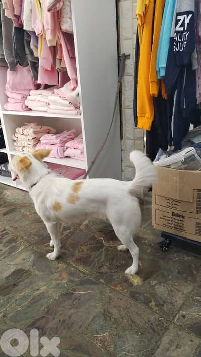 كلبة لولو فوكس عمرا اقل من سنة