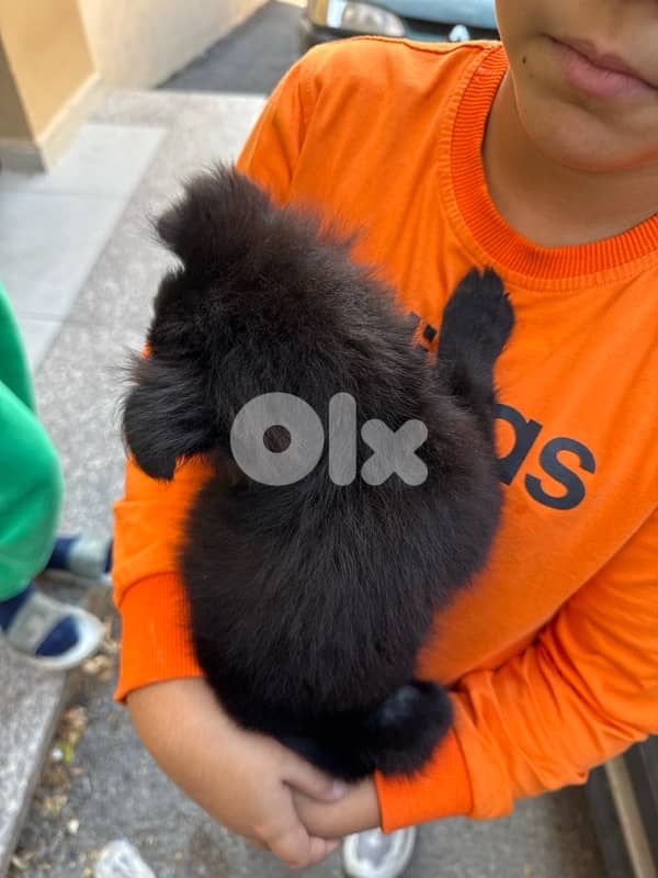 كلب بوبي للبيع 0