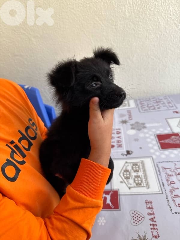 كلب بوبي للبيع 1