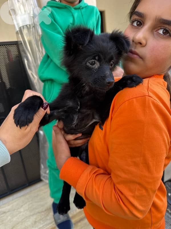 كلب بوبي للبيع 2