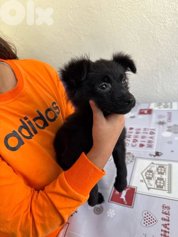 كلب بوبي للبيع 3