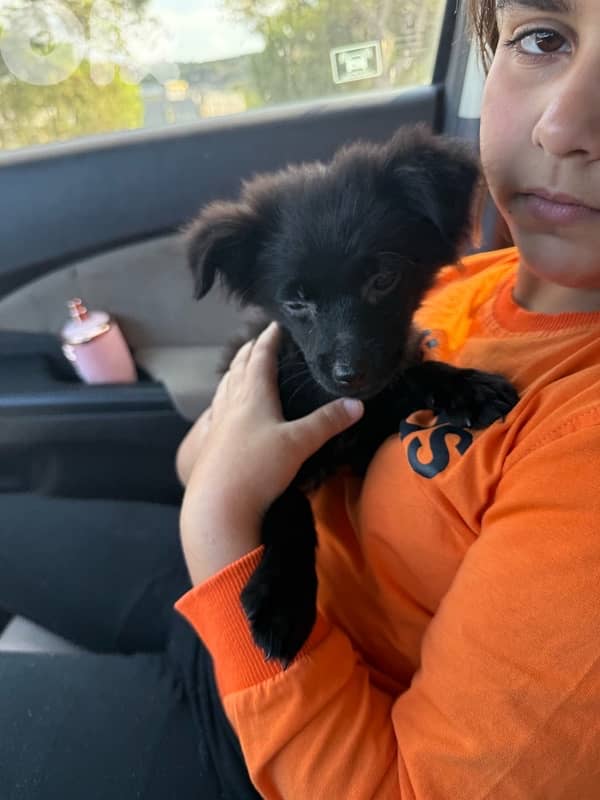 كلب بوبي للبيع 4