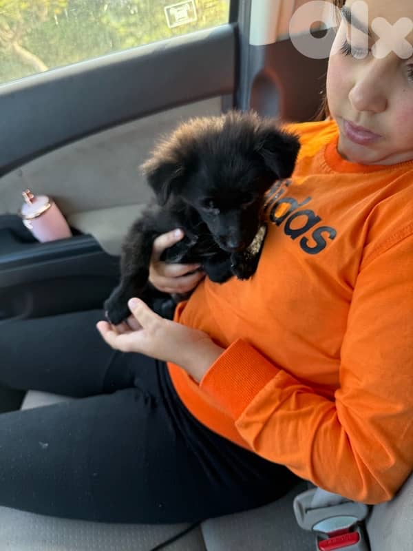 كلب بوبي للبيع 5