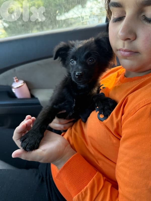 كلب بوبي للبيع 6