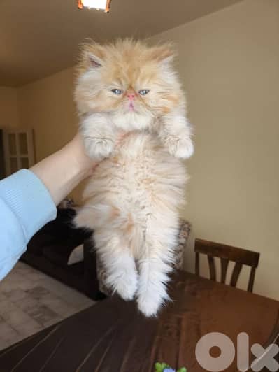 بيرجن بكي فيس