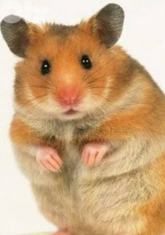 Syrian hamster 0