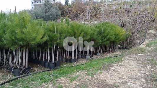 النبطية . . جبشيت