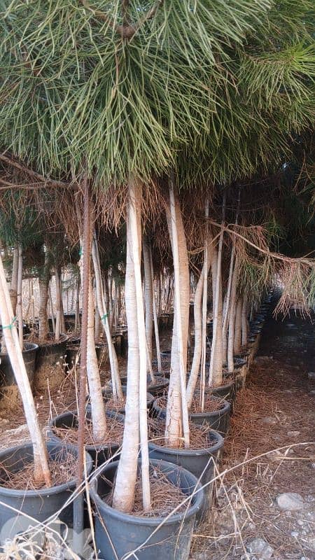 النبطية . . جبشيت 1