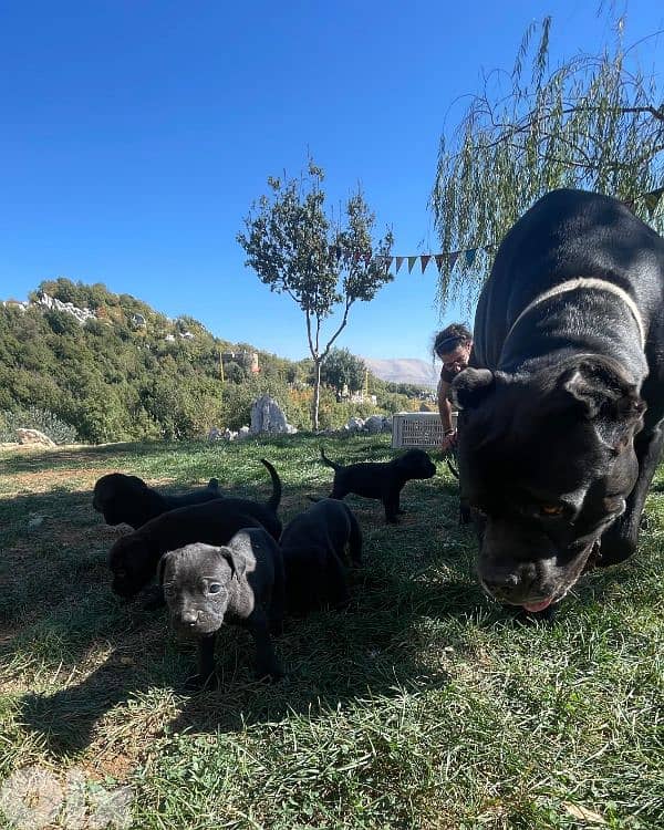 italian cane corso puppy's 0