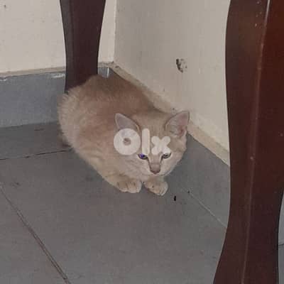 قطتين أمريكان صغيرين بسعر مغري