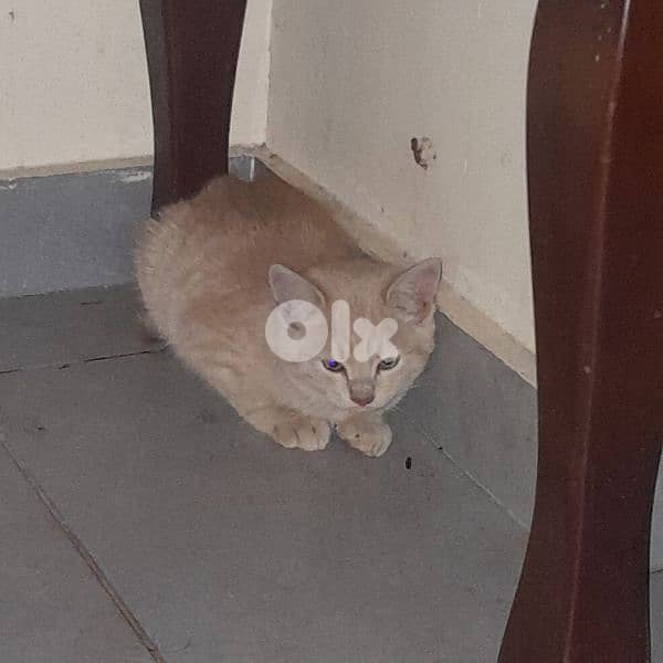 قطتين أمريكان صغيرين بسعر مغري 0