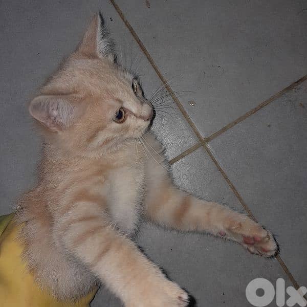 قطتين أمريكان صغيرين بسعر مغري 1